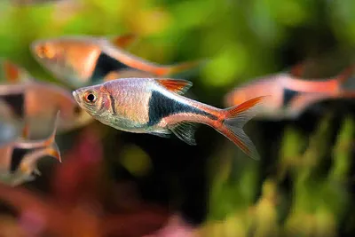 Какие виды маленьких аквариумных рыбок существуют? Где купить маленьких  рыбок по низкой цене? | Ногинск