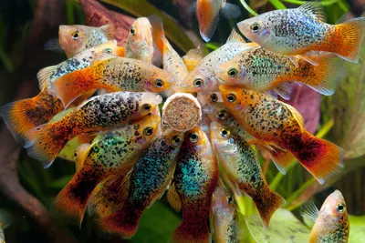 Гуппи - аквариумные рыбки: фото, виды, размножение и беременность,  кормление и уход за рыбками гуппи | Блог зоомагазина Zootovary.com
