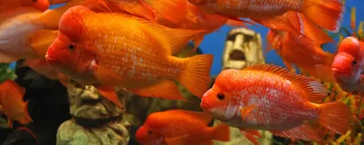 Статья - чудеса селекции и декоративные рыбы - Marlin Aquarium