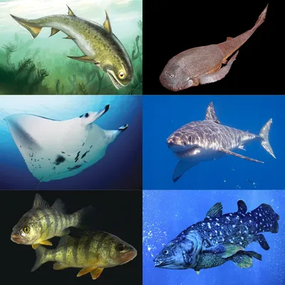 Сколько живут аквариумные рыбки разных пород? Таблица влияющих факторов со  способами, как увеличить срок жизни рыб в аквариуме