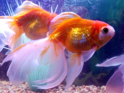 Светящиеся рыбки GloFish | виды, описание, содержание