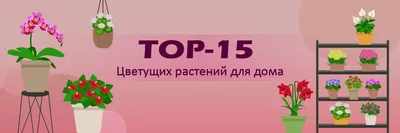 ᐉ Выбираем растения для квартиры и офиса ᐉ Особенности выбора и ухода за  домашними и офисными растениями