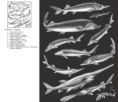 СЕМЕЙСТВО ОСЕТРОВЫЕ (ACIPENSERIDAE) - что такое в Биологической энциклопедии