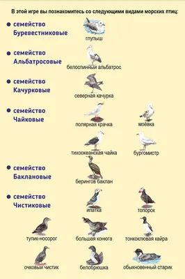 Класс птицы, подготовка к ЕГЭ по биологии