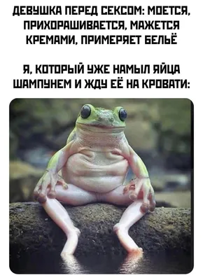 Всем привет, с вами Джонни Кэтсвилл. И сегодня мы будем готовить уху  по-домашнему! / уха :: котэ картинки :: золотая рыбка :: Джонни Кэтсвил /  смешные картинки и другие приколы: комиксы, гиф