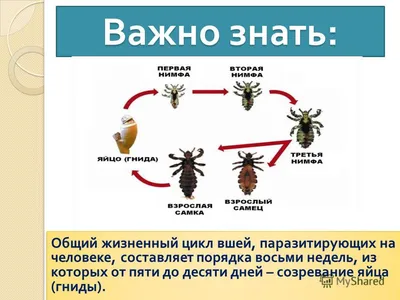 ВШИ • Большая российская энциклопедия - электронная версия