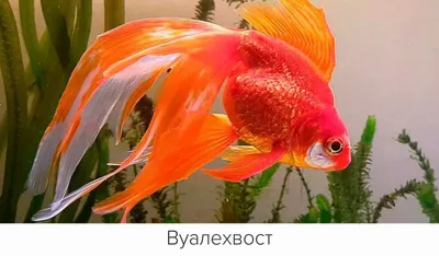 Вуалехвост ассорти (Carassius auratus) 4-5 см: продажа, цена в Кривом Роге.  аквариумные рыбы от \"ЗооАльф - интернет-магазин зоотоваров zooalf.com.ua\" -  1519708042