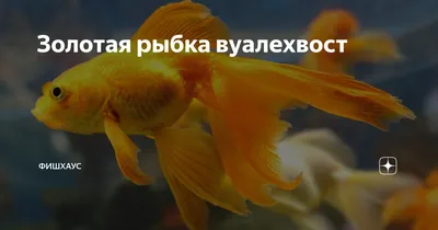 Вуалехвост золотая рыбка - содержание в аквариуме, фото