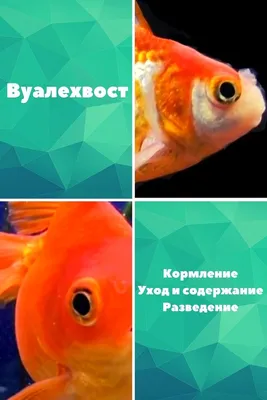 Панно «Рыбки Вуалехвосты» RXXZVP — купить в интернет-магазине Presents.by