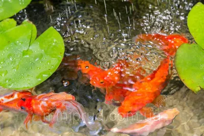 🐟Золотые рыбки разных видов: Оранда, Вуалехвост, Риукин и др. очень  прожорливы. Для комфортного проживания одной рыбки необходимо не менее 30  литров.... | By AquariumBest | Facebook