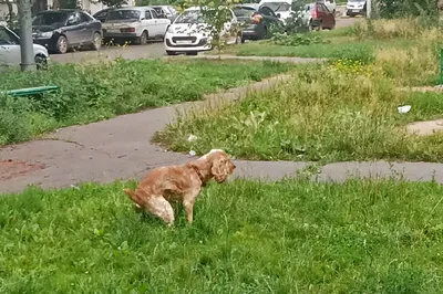 Купить/заказать табличку выгул собак | Dog-пакет