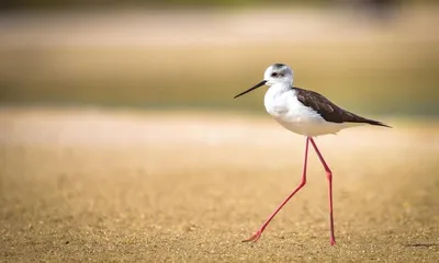 Классификация Выхухолей