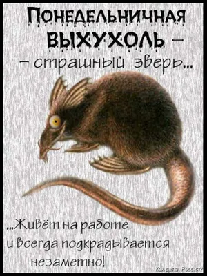 В Иловлинском районе экологами обнаружена выхухоль впервые за 3 года