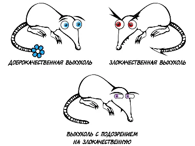 Русская выхухоль и речной бобр