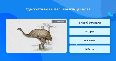 Вымершие летающие монстры, правившие небесами доисторической Земли –  Zagge.ru | Bizarre animals, Prehistoric animals, Animals