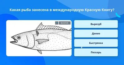 Характеристика рыбы вырезуб: описание, чем отличается от остальных  представителей семейства, процесс ловли