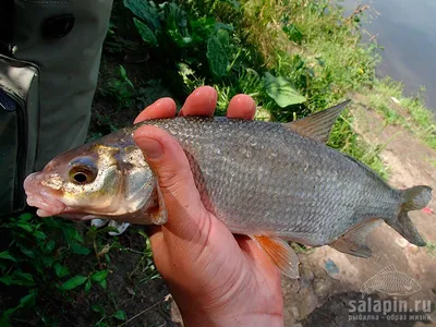 Вырезуб рыб серебряный, Hypophthalmichthys Molitrix Стоковое Фото -  изображение насчитывающей вырезуб, съемка: 28547248