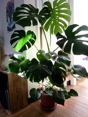 Высокие растения | Large indoor plants, Plant decor indoor, Best indoor  plants