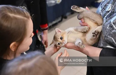 Выставки кошек в Сокольниках. Выставки собак. | Москва: Выставки-Ярмарки,  Фестивали. Сокольники и ВДНХ