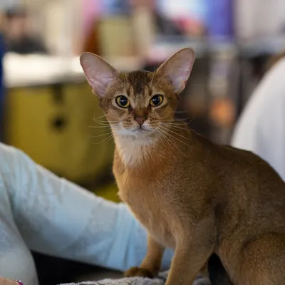 Златоглавая - 😻7 и 8 ноября в Москве пройдет выставка кошек  «КоШарики-Шоу». Обязательное к посещению место для всех котолюбителей.  Здесь вас встретят пушистые питомцы самых редких пород и необычных окрасок.  Кроме того,