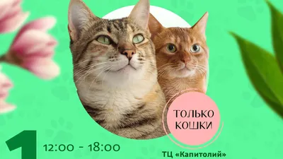 Выставки кошек в Москве - Сaramelcat