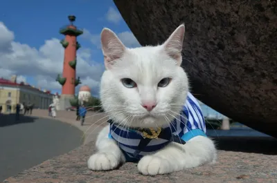 Котики — это святое! Коронавирус не помешал выставке кошек в Москве — фото  | ИА Красная Весна