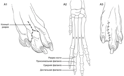 Почему собака хромает, причины, симптомы патологий, методы лечения