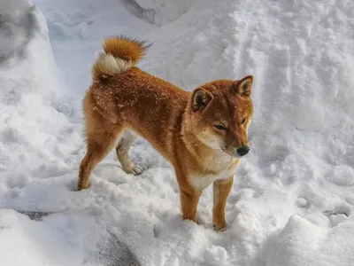 Фонд помощи «Кайнар» on Instagram: \"Новенькая! У собаки вывих  тазобедренного сустава со смещением и перелом передней лапы,плюс ко всему  собака беременна Ветврач Гаухар постарается сделать всё за один раз плюс  сразу стерилизовать