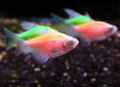 GloFish - флуоресцентные аквариумные рыбки