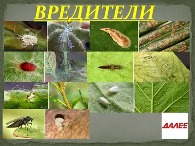 Болезни комнатных растений