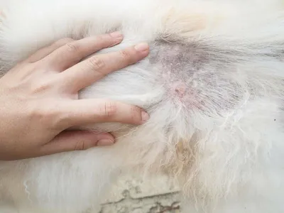 Заболевания кожи у собак фото фото