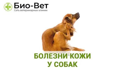 Распространенные кожные заболевания у собак: симптомы и лечение | Hill's Pet