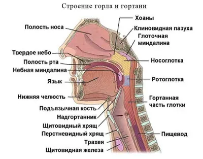 Лекарство от стоматита, препараты и средства для лечения стоматита во рту у  врослых