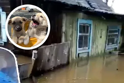 Команда Голос 🐩 Как научить собаку лаять по команде 🐾 Обучить щенка  гавкать по слову Гав Буф Лай 🐶 - YouTube