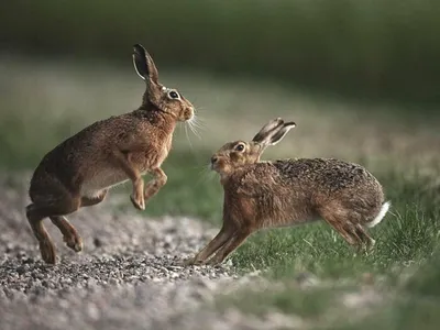 Заяц-русак (Lepus europaeus) — Зоопарк «Лимпопо» г. Нижний Новгород –  Нижегородский зоопарк