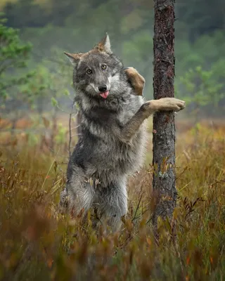 Открытка с Новым Годом \"Ты заходи, если что!\", с волком • Аудио от Путина,  голосовые, музыкальные