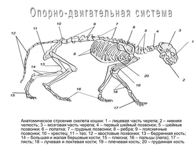 ЗООГЕН центр ветеринарной генетики - Общая информация