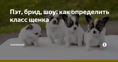 Хвост у кошки и кота: зачем нужен и каковы его анатомические особенности у  разных пород, основные функции, фото