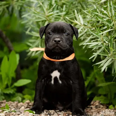 АМЕРИКАНСКИЙ БУЛЬДОГ (American Bulldog)