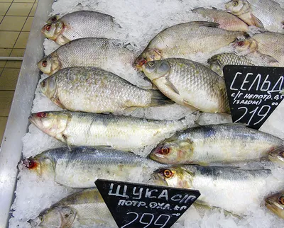 Осетровая ферма \"ДоброFish\" | Рыбная продукция | ВКонтакте