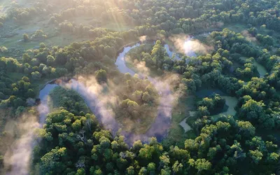 В брянском лесу в фотоловушку впервые попала летняя рысь - KP.RU