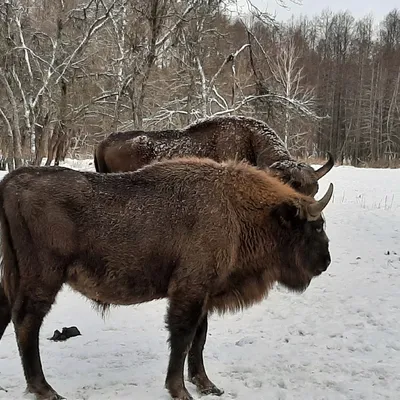 Фотовыставка «Заповедник «Брянский лес» — КВЦ