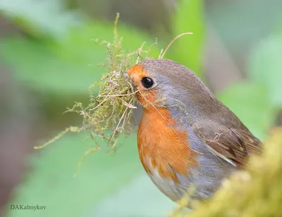 Зарянка (Erithacus rubecula). Фотогалерея птиц. Фотографии птиц России,  Беларуси, Украины, Казахстана, Таджикистана, Азербайджана.