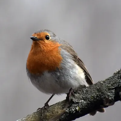 Зарянка (Erithacus rubecula). Птицы Европейской России.