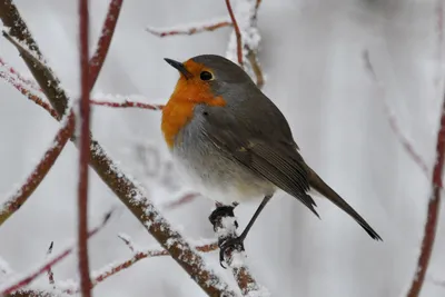 Зарянка, Erithacus rubecula.