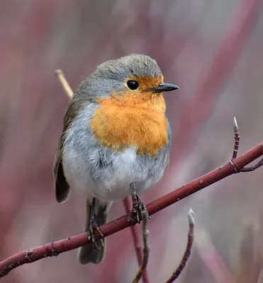 Зарянка (Erithacus rubecula). Птицы Европейской России.