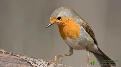 Зарянка (Erithacus rubecula). Птицы Европейской России.