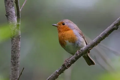 Зарянка (Erithacus rubecula). Птицы Европейской России.