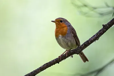 Зарянка (Erithacus rubecula). Птицы Сибири.