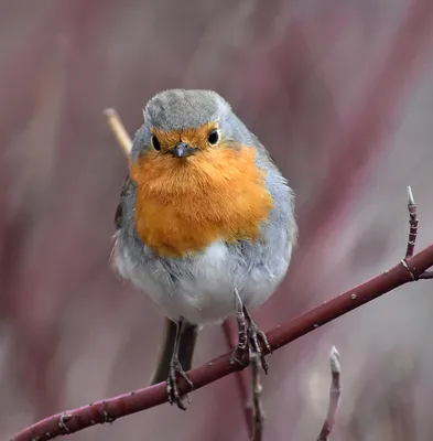 Зарянка (Erithacus rubecula). Птицы Европейской России.